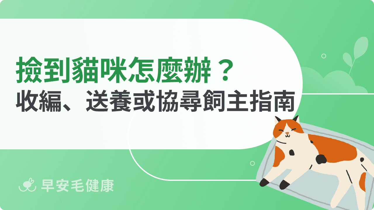 撿到貓咪怎麼辦?收編、送養或協尋飼主完整指南