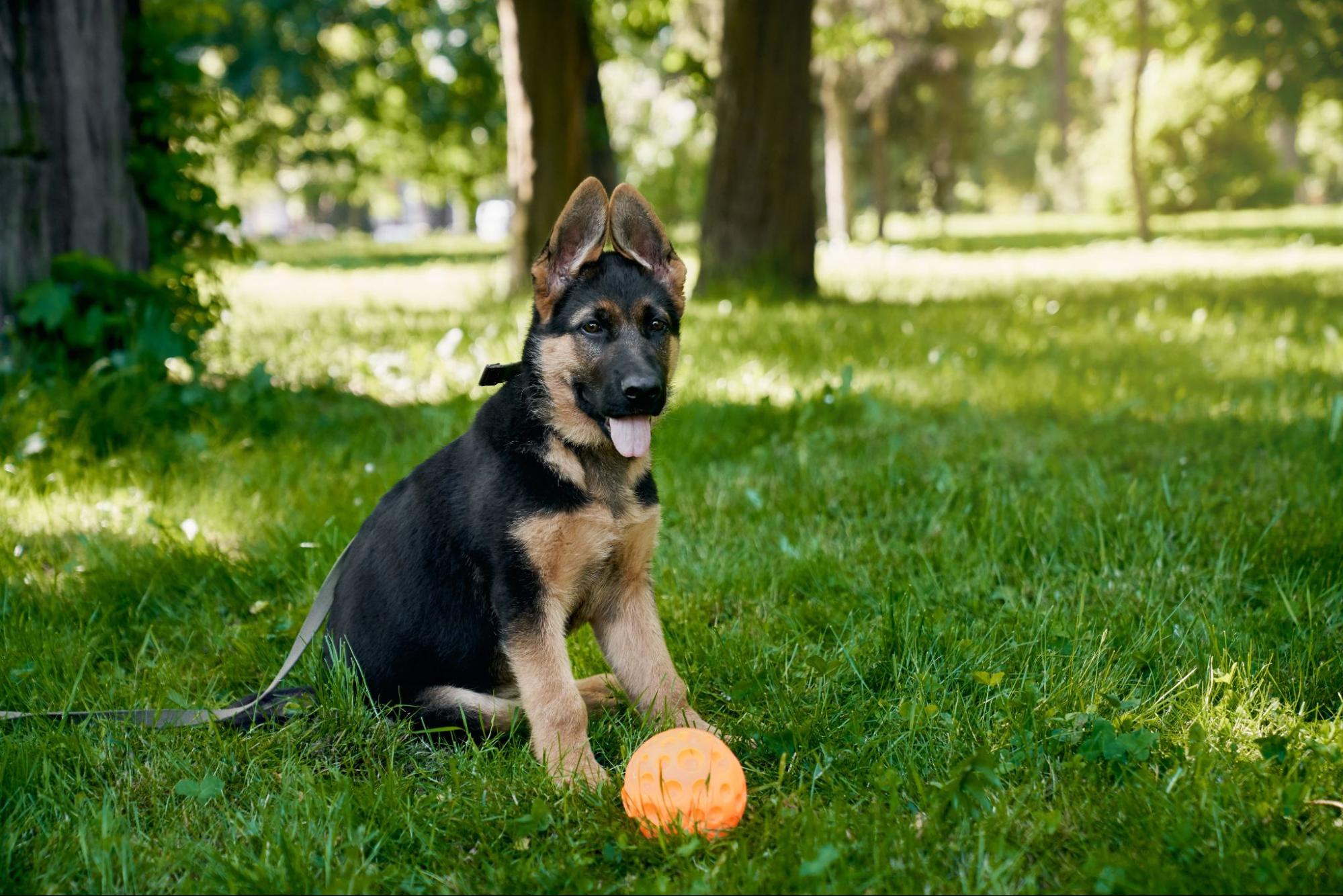 30.german-shepherd-guide-3