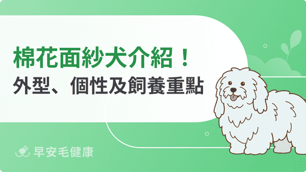 棉花面紗犬介紹大全！快速了解外型、個性、常見疾病及飼養重點