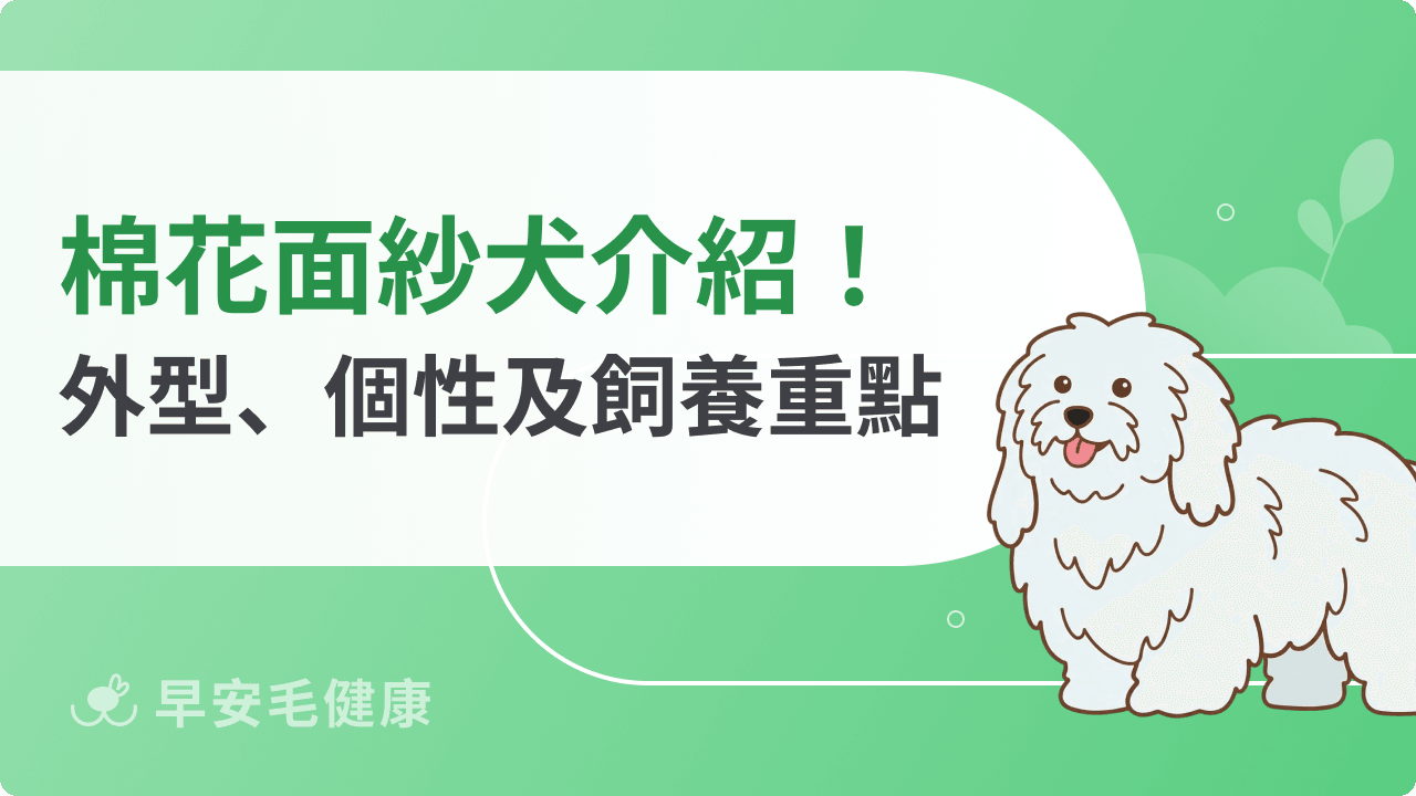 棉花面紗犬介紹大全！快速了解外型、個性、常見疾病及飼養重點