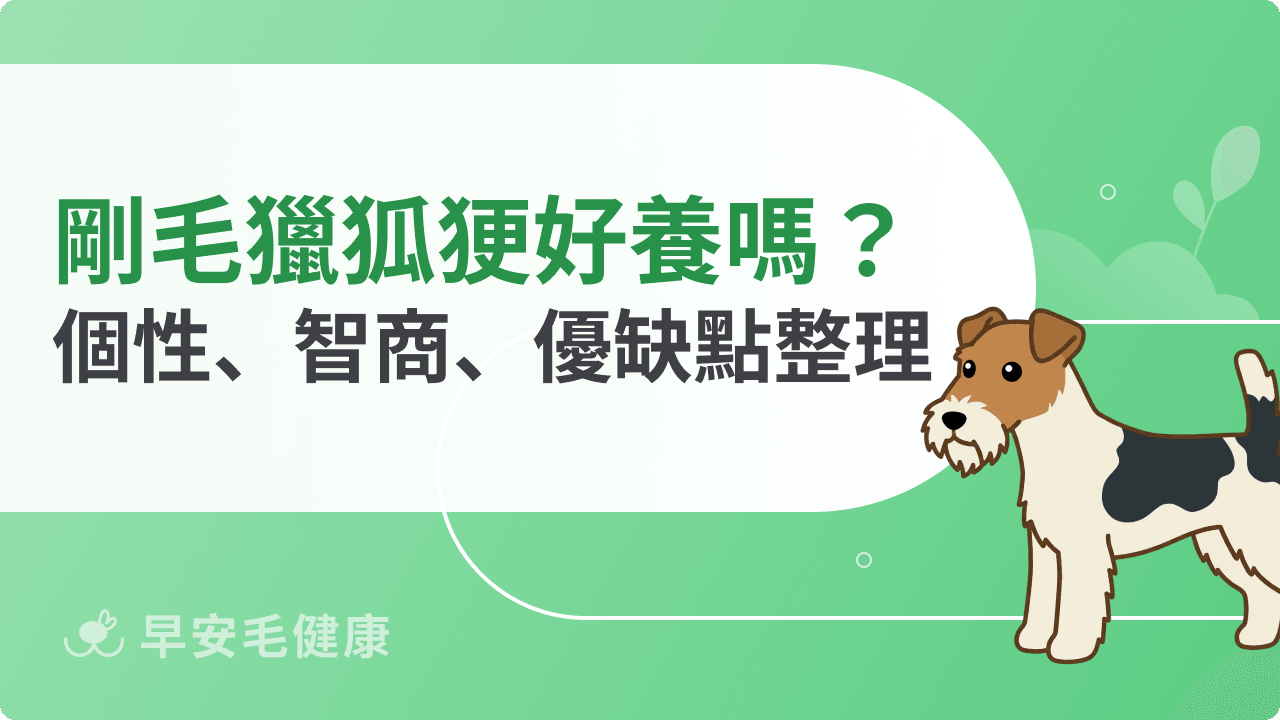剛毛獵狐㹴好養嗎？個性、智商、價錢、缺點 6 大重點一次看