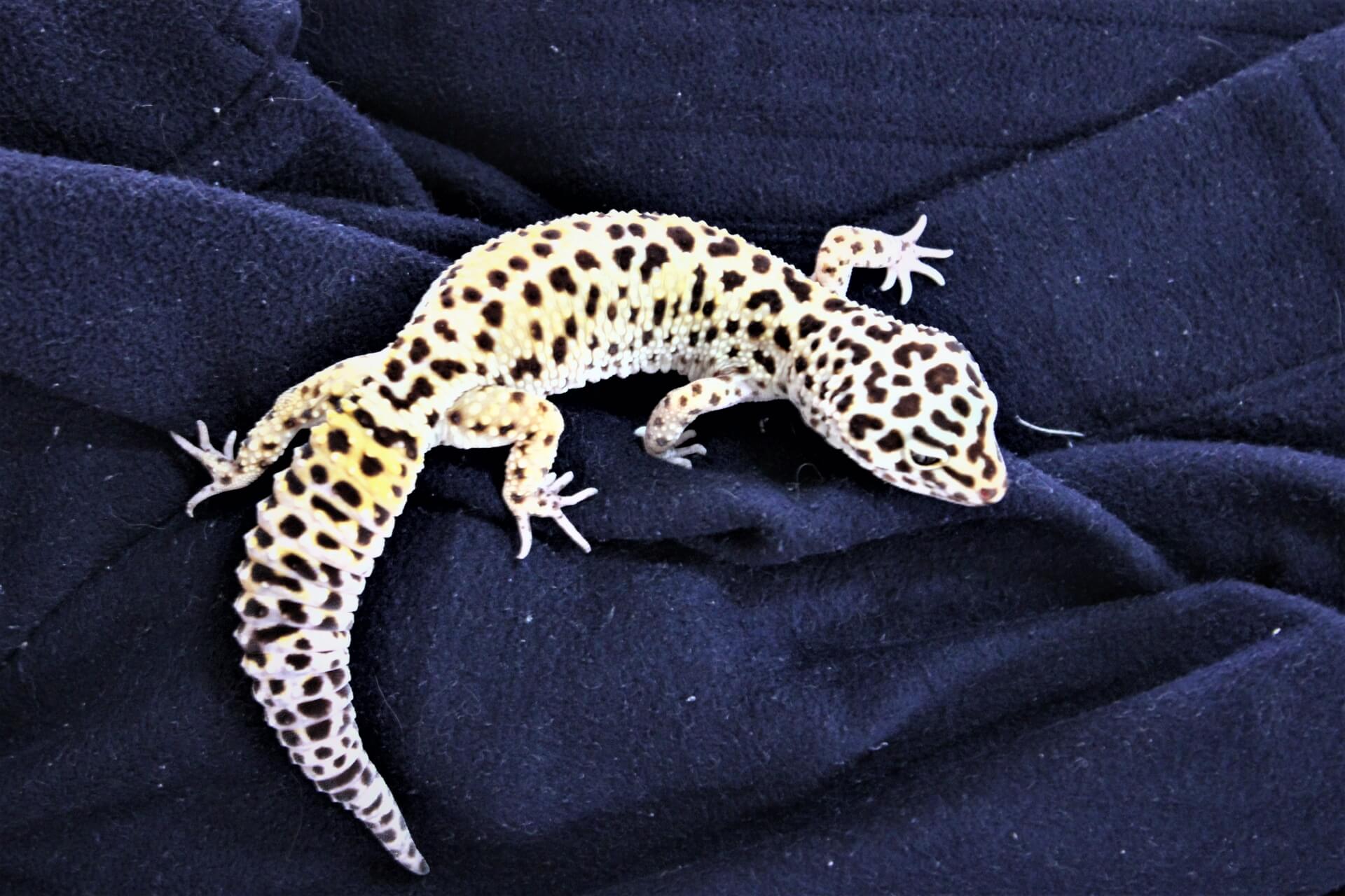 豹紋守宮的全身照