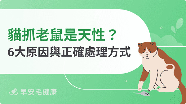 貓抓老鼠是天性嗎？揭露6大原因與正確處理方式！