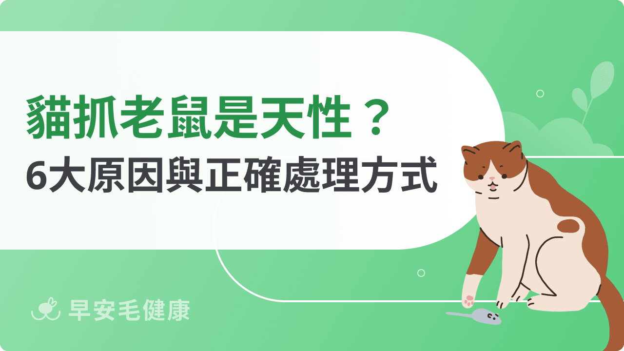 貓抓老鼠是天性嗎?解析貓吃老鼠 6 原因