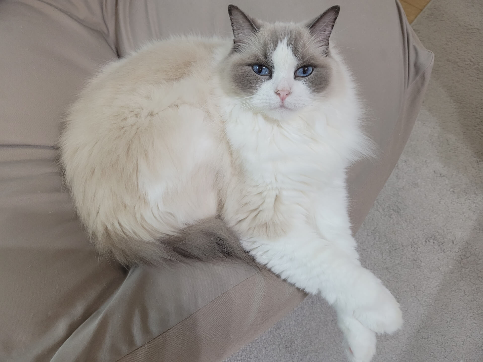 201. AI - ragdoll-price-2