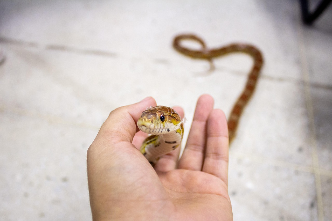寵物蛇、玉米蛇在飼主手上