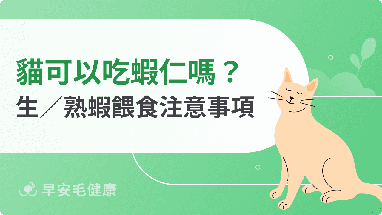 貓可以吃蝦仁嗎？熟蝦、生蝦餵食差異與注意事項