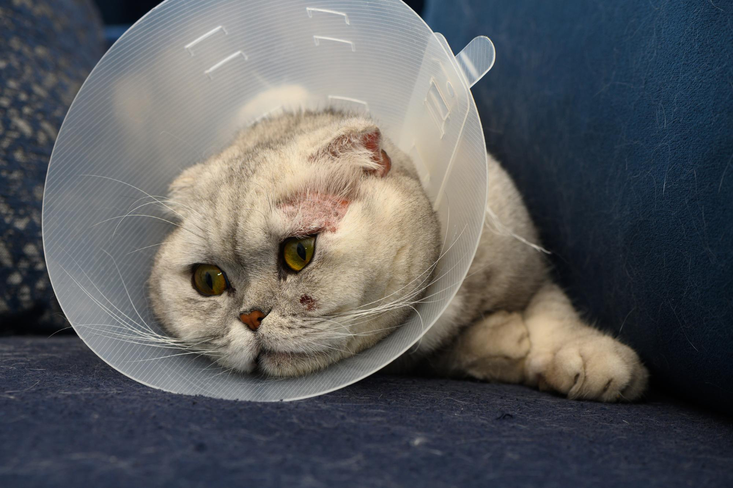 5.cat-cancer-guide-2