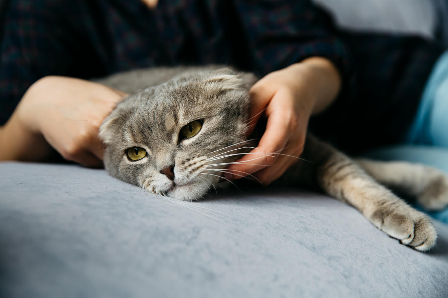 6.cat-feline-infectious-peritonitis-2