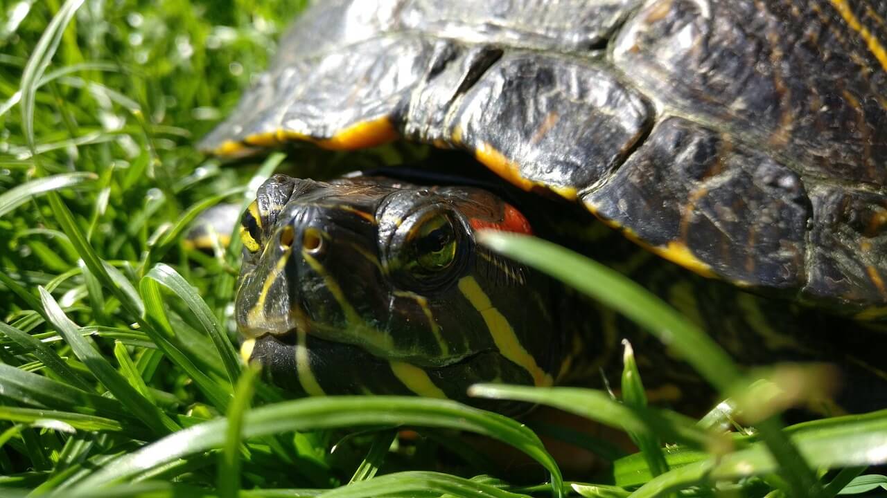 55. red-eared-slider-turtle-guide-1
