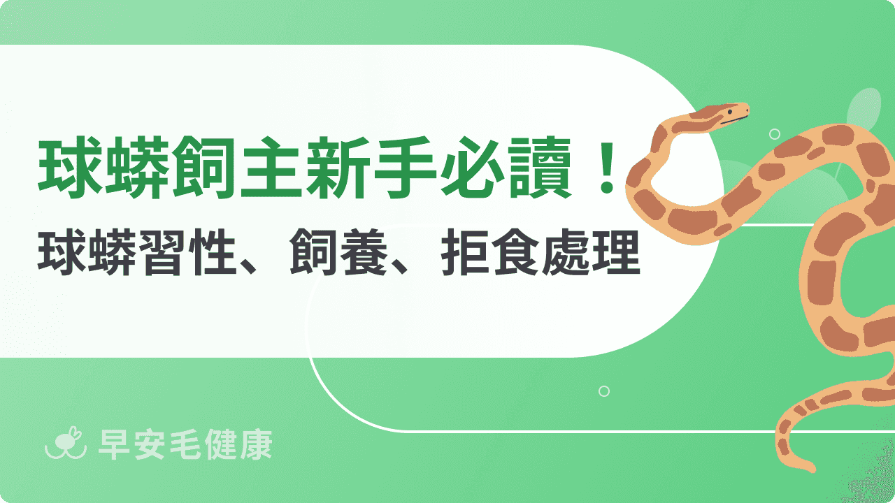 球蟒新手飼主注意哪些?球蟒個性、壽命、價格到飼養箱佈置