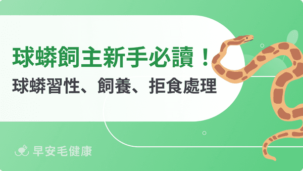 球蟒飼主新手必讀！球蟒壽命、習性到飼養箱佈置、拒食處理