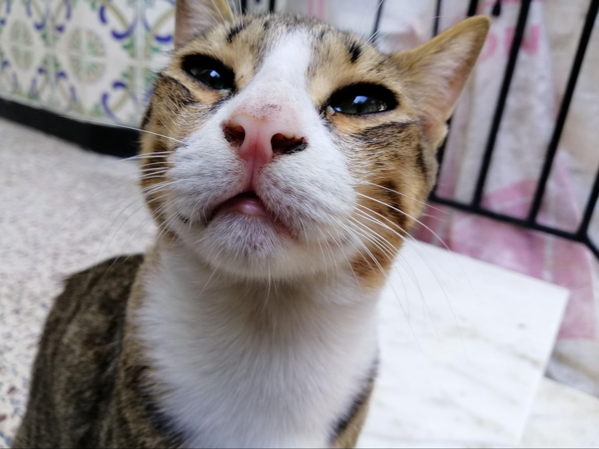 貓咪的裂唇嗅反應