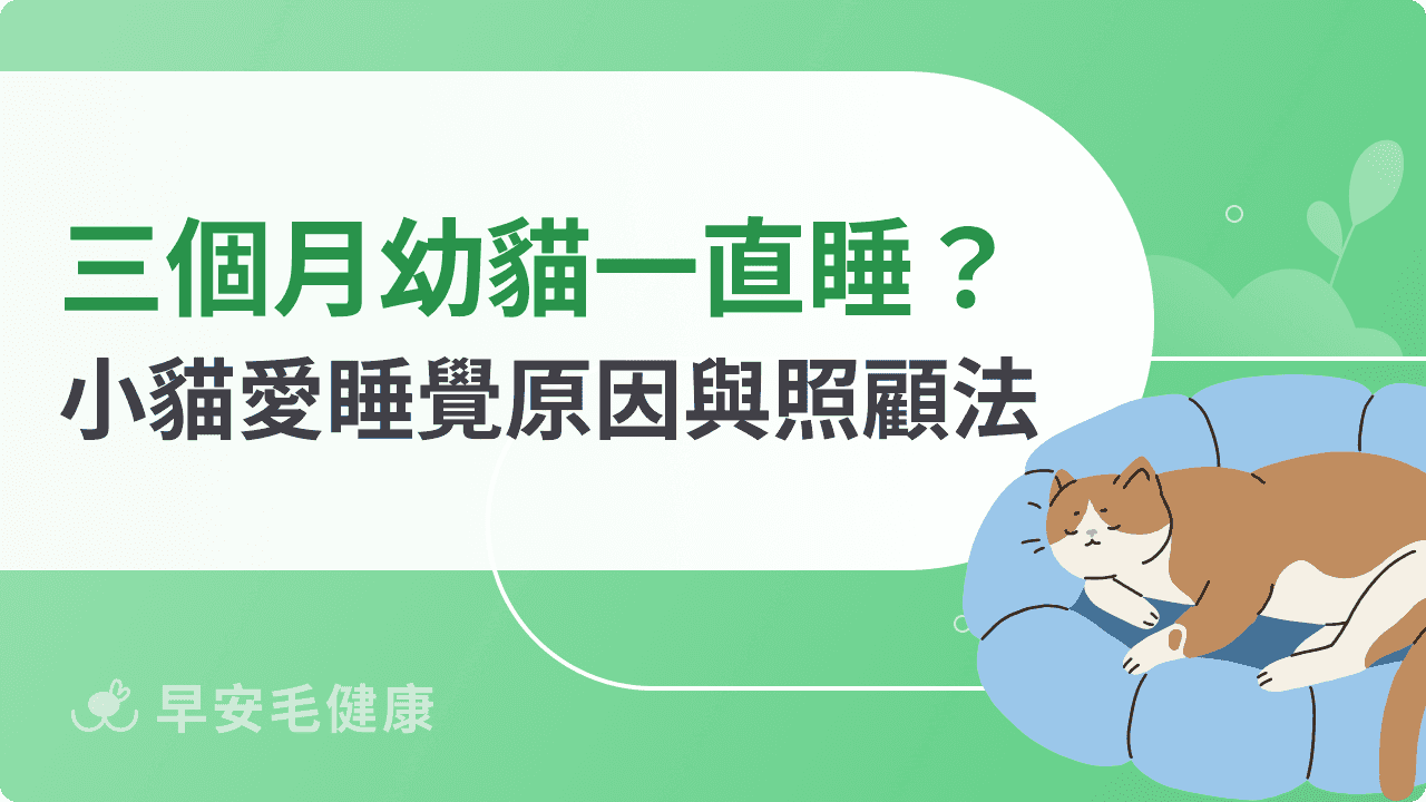 三個月幼貓一直睡正常嗎？了解小貓愛睡覺原因與照顧方法！