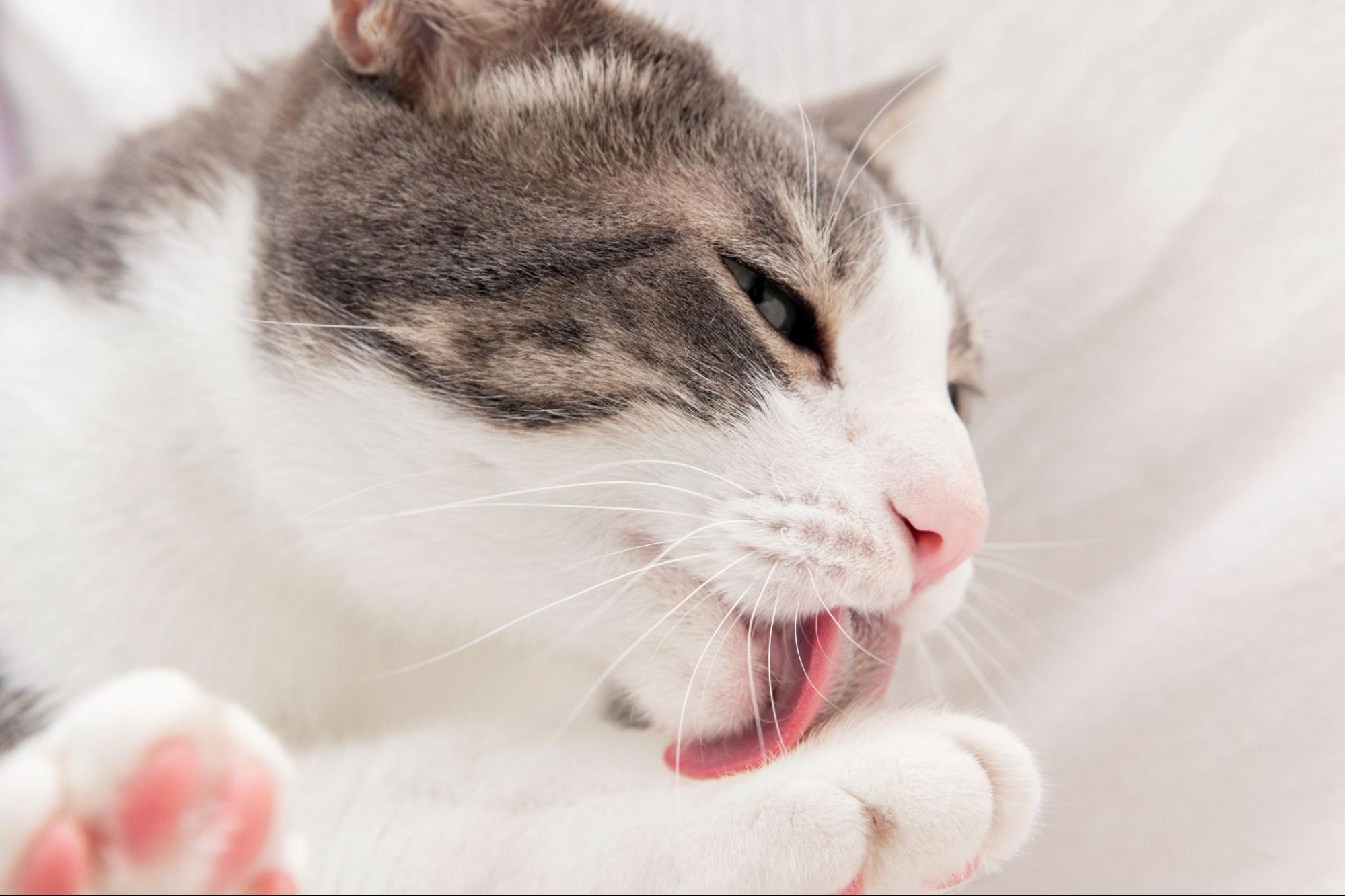 38.cat-feline-stomatitis-1