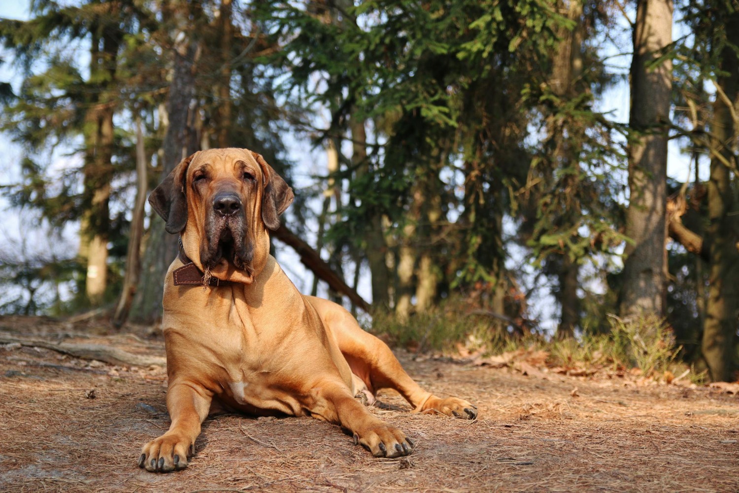 66.great-dane-guide-6