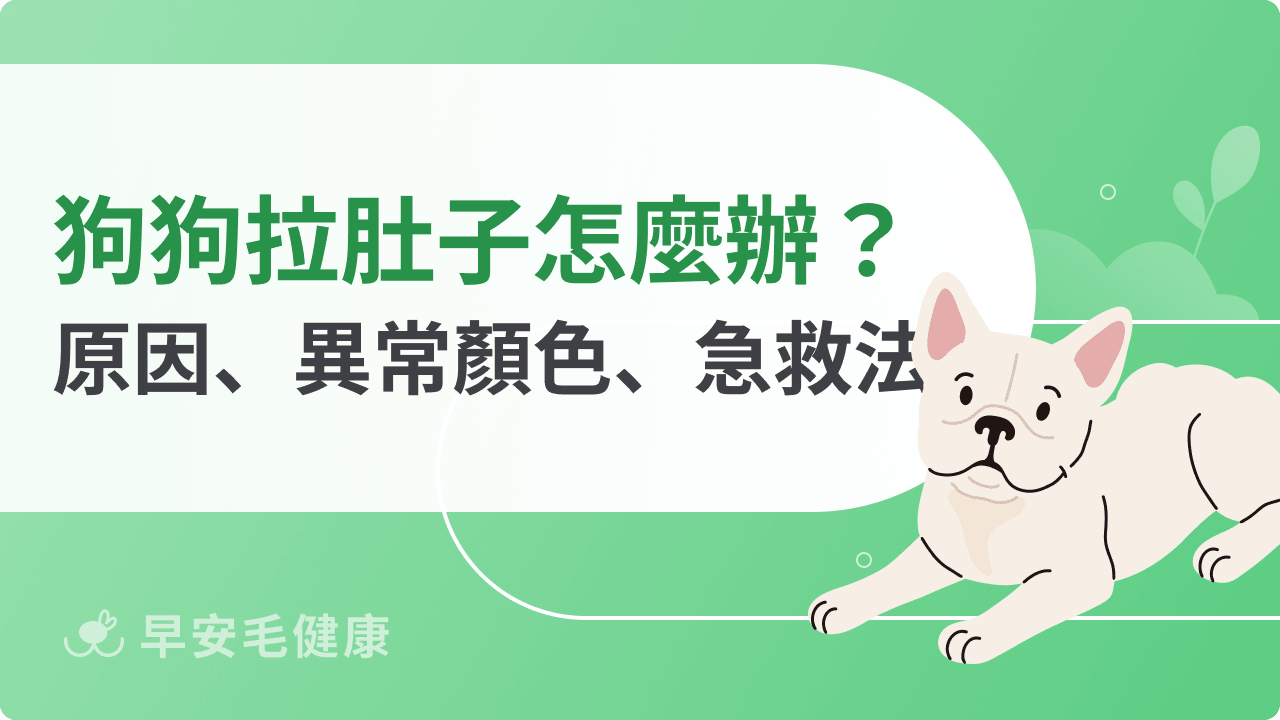 狗狗拉肚子怎麼處理?常見8原因、便便顏色、照顧方式解析