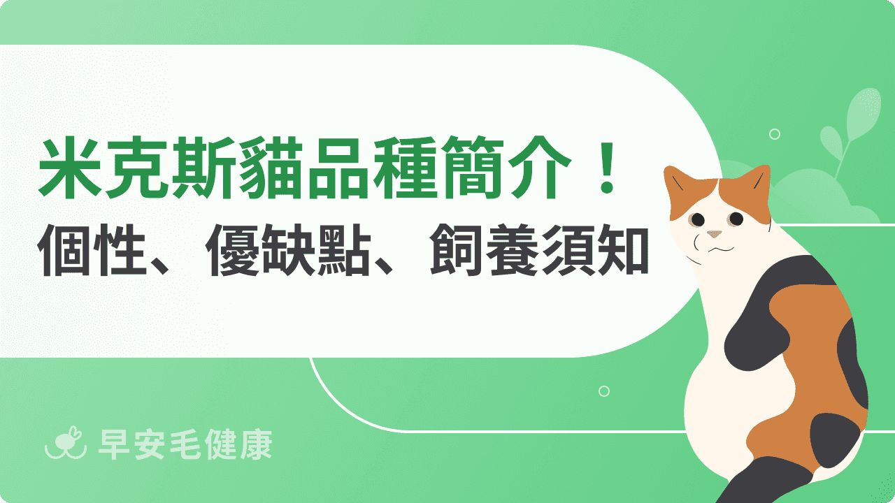 米克斯貓混血魅力！混種貓花色、優缺點、智商和常見問題