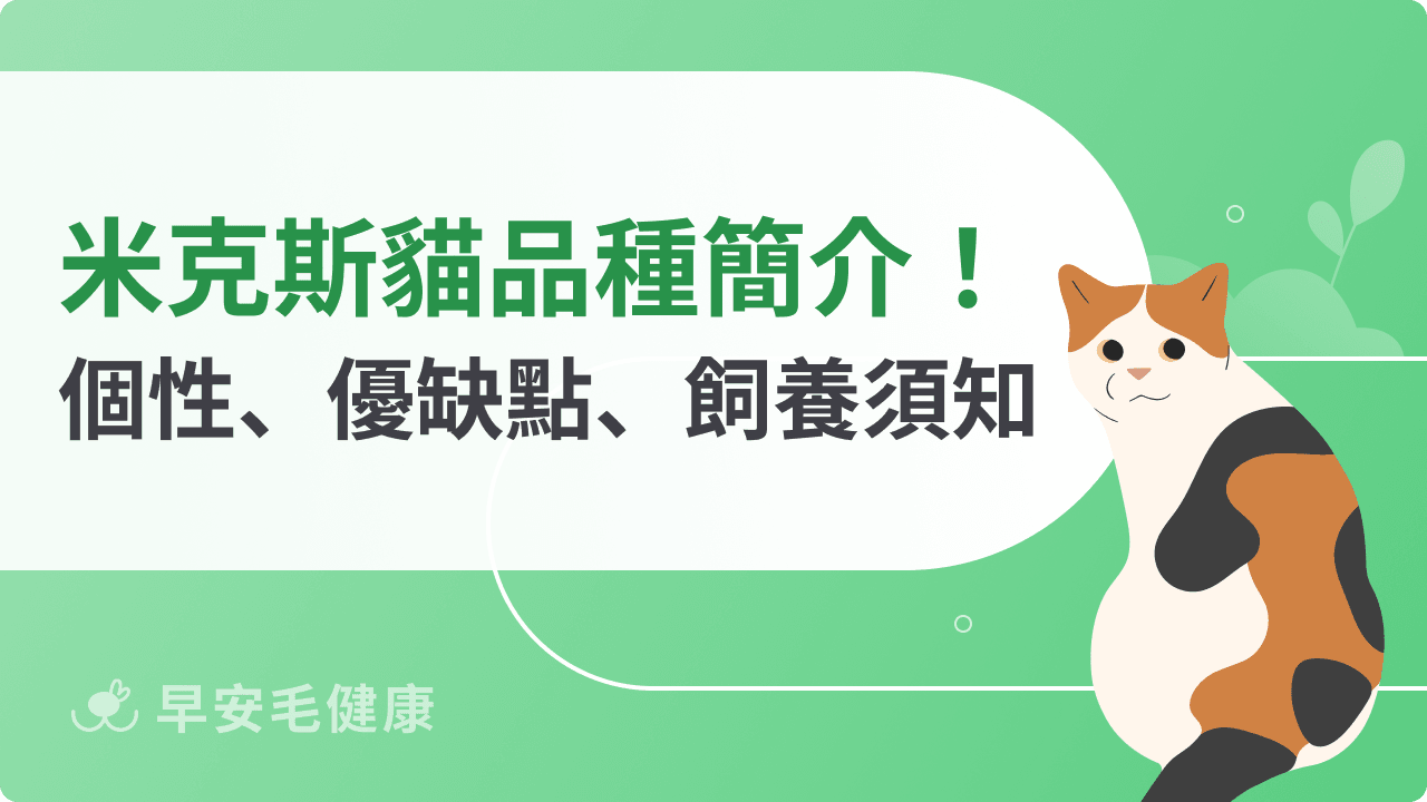 米克斯貓混血魅力！混種貓花色、優缺點、智商和常見問題
