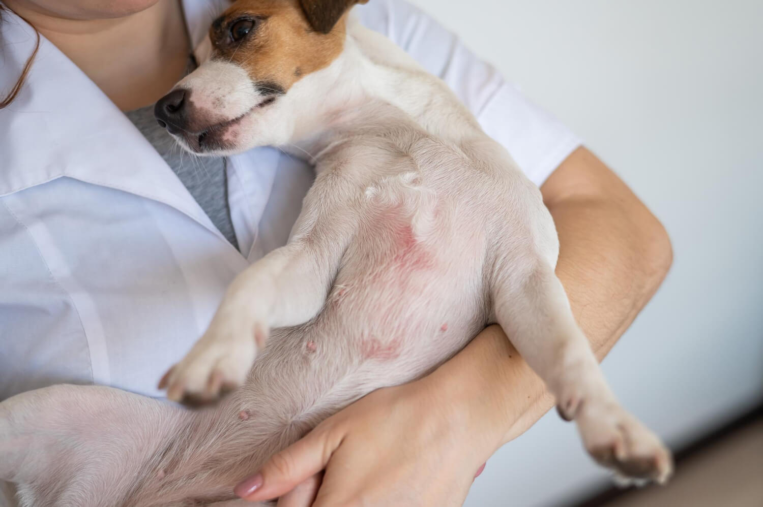 41. dog-eczema-treatment-guide-2