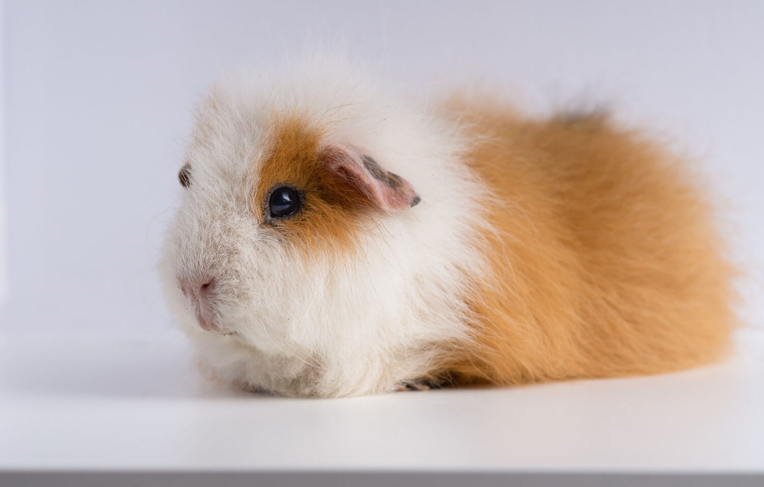 53. guinea-pig-guide-7