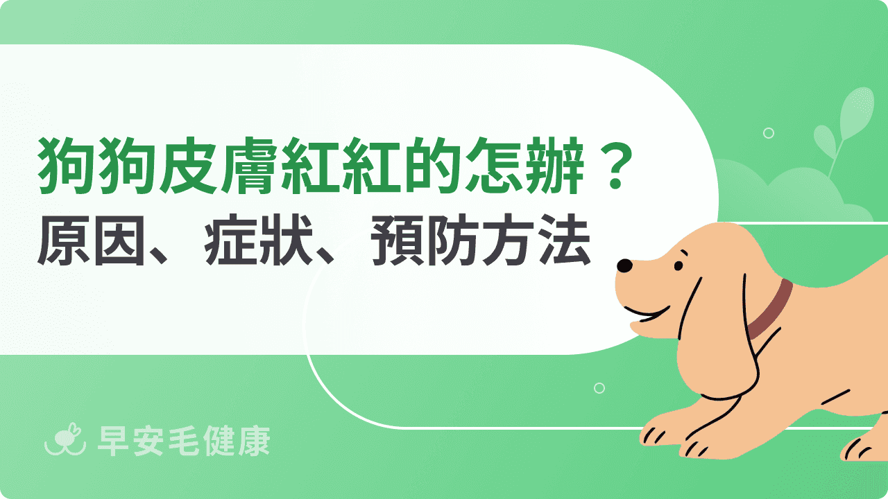 狗狗皮膚紅紅的怎麼辦？原因、症狀、預防方法
