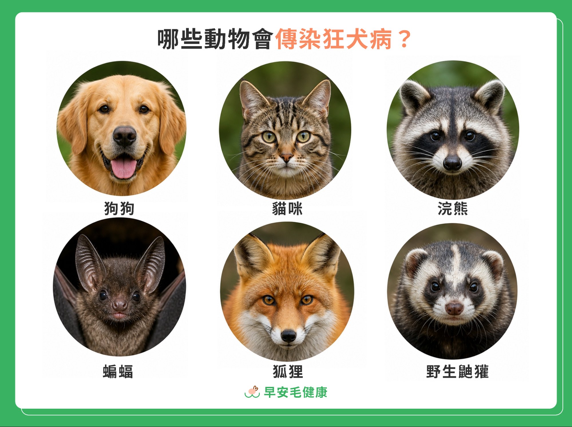 會傳染狂犬病的六種動物：狗、貓、浣熊、蝙蝠、狐狸、野生鼬獾