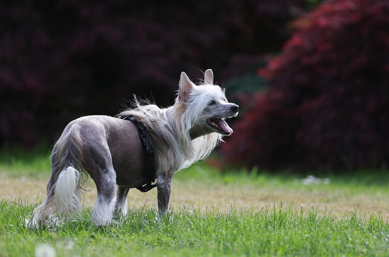中國冠毛犬穿著胸背帶站在草地上頭部和四肢有白色長毛