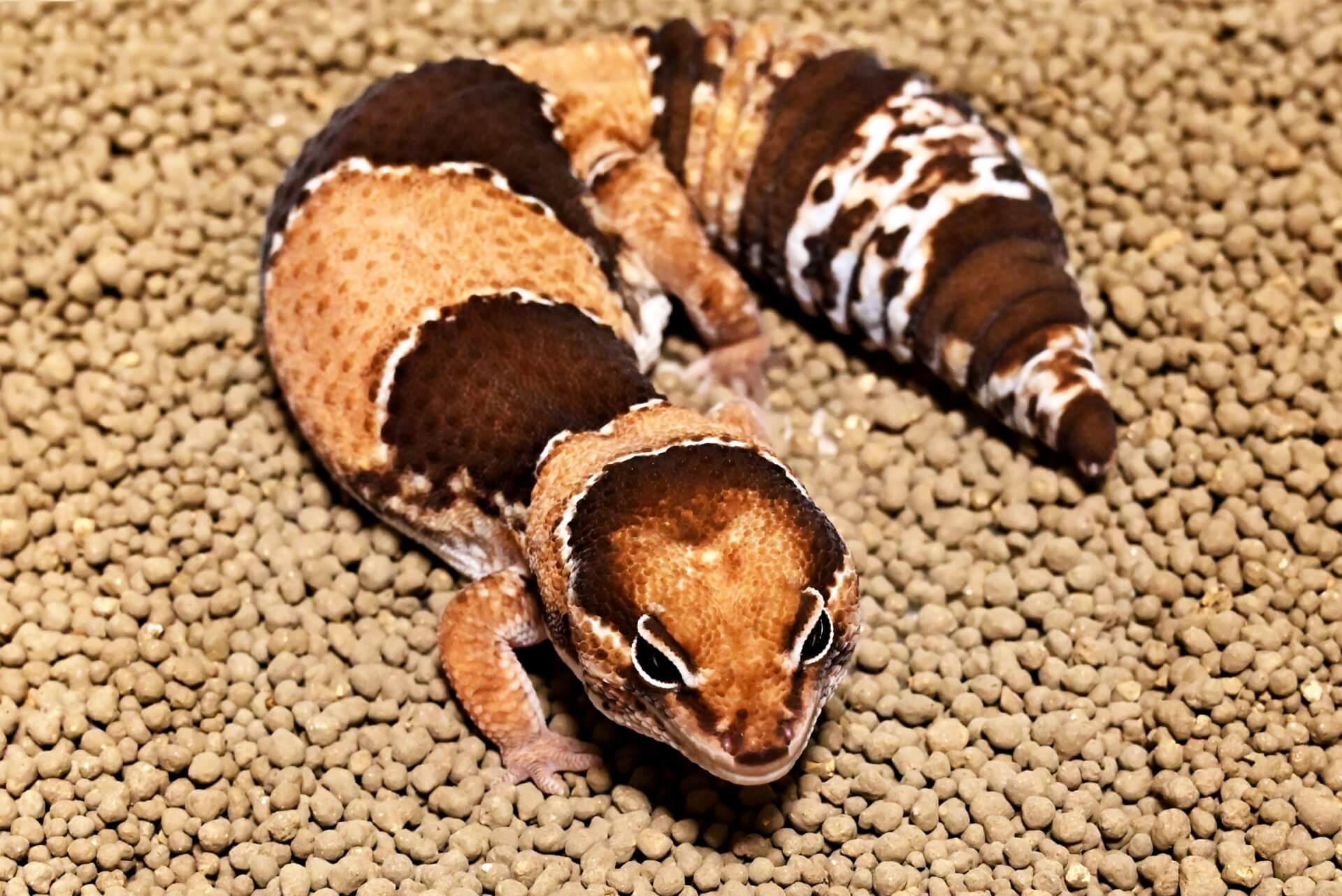 肥尾守宮的全身照