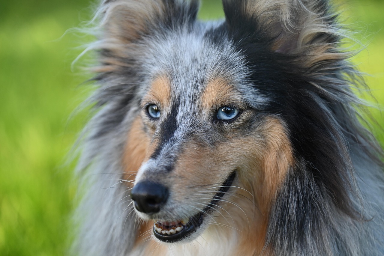 藍灰色大理石紋喜樂蒂牧羊犬藍眼睛臉部特寫