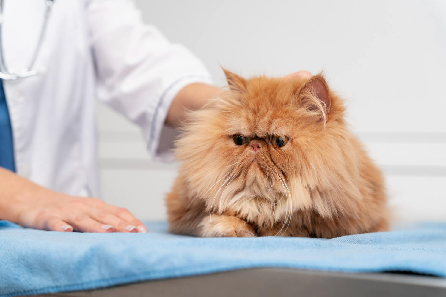 40.cat-diarrhea-guide-2