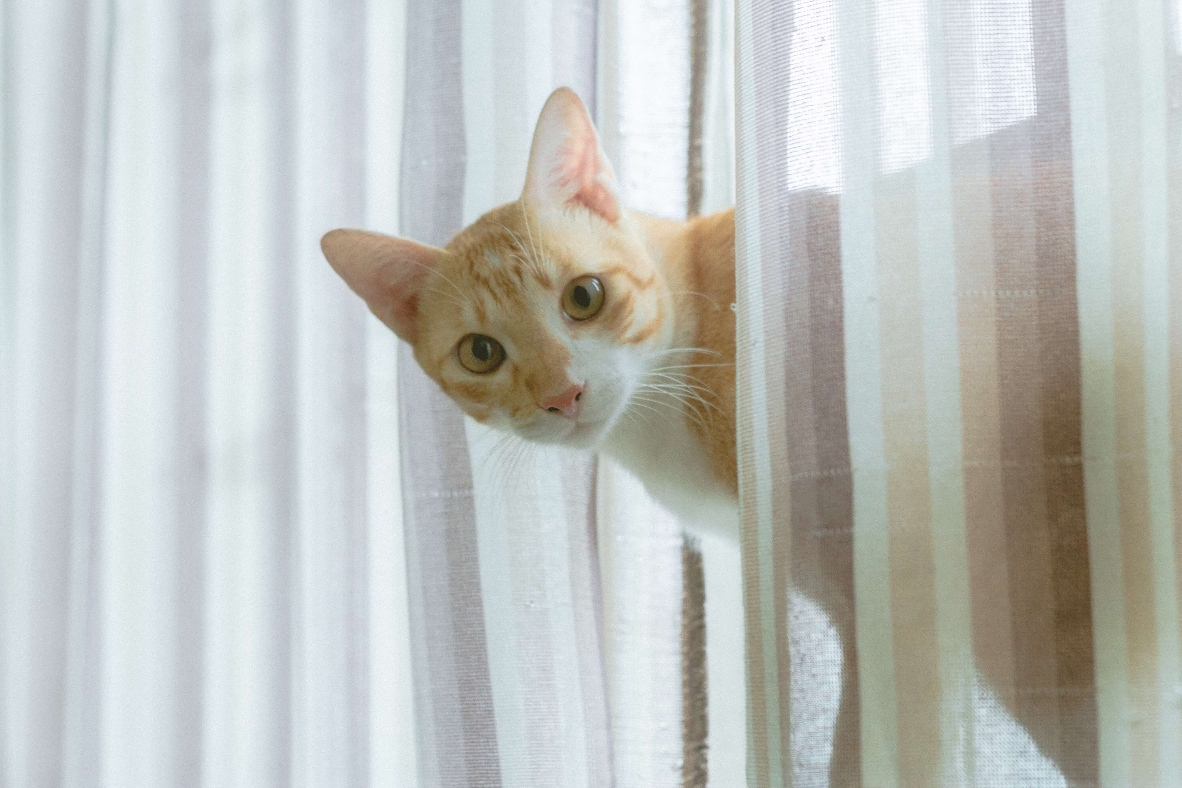 13.knowledge-before-owning-a-cat-1