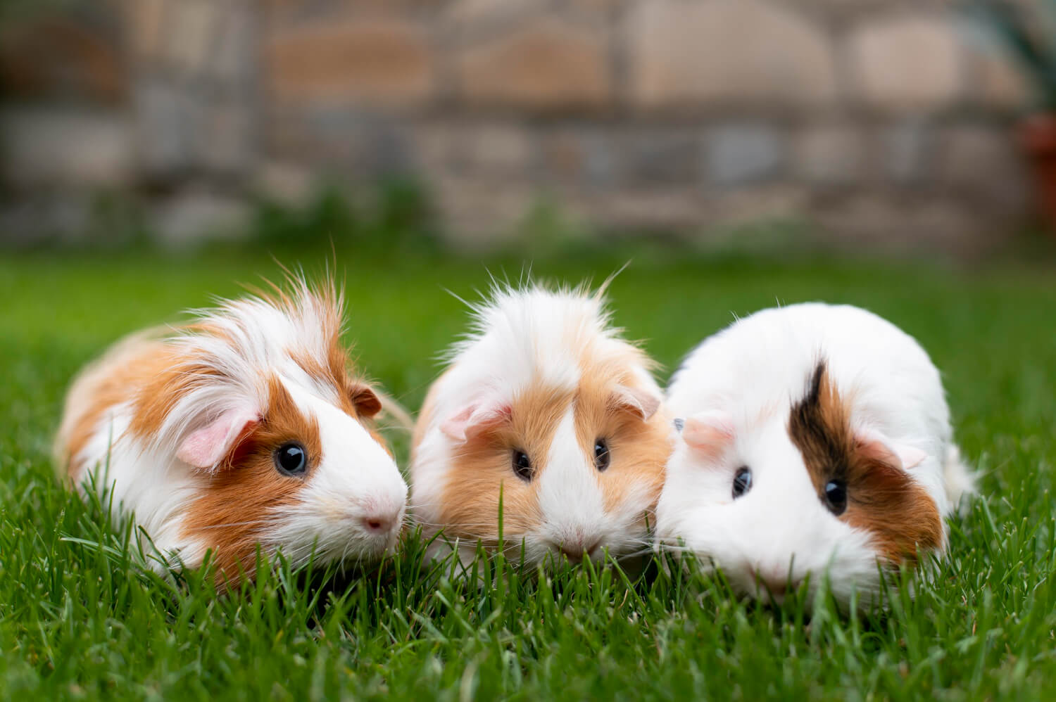 53. guinea-pig-guide-1