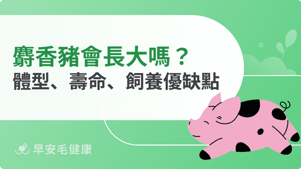 麝香豬好養嗎？體型、壽命、飼養須知與優缺點全攻略！