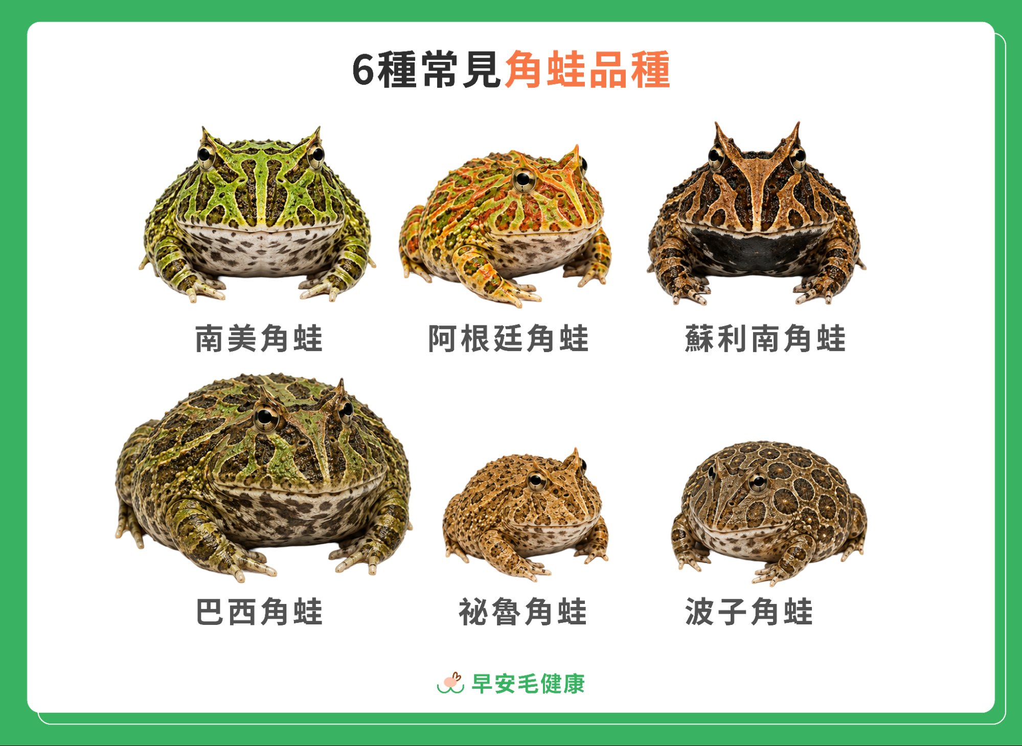 6種常見角蛙品種圖：南美角蛙、阿根廷角蛙、蘇利南角蛙、巴西角蛙、祕魯角蛙、波子角蛙