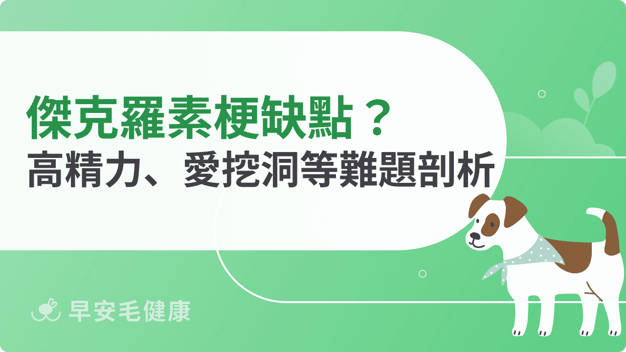 傑克羅素梗缺點統整！高能量、挖洞破壞，沒做好這些累垮你！