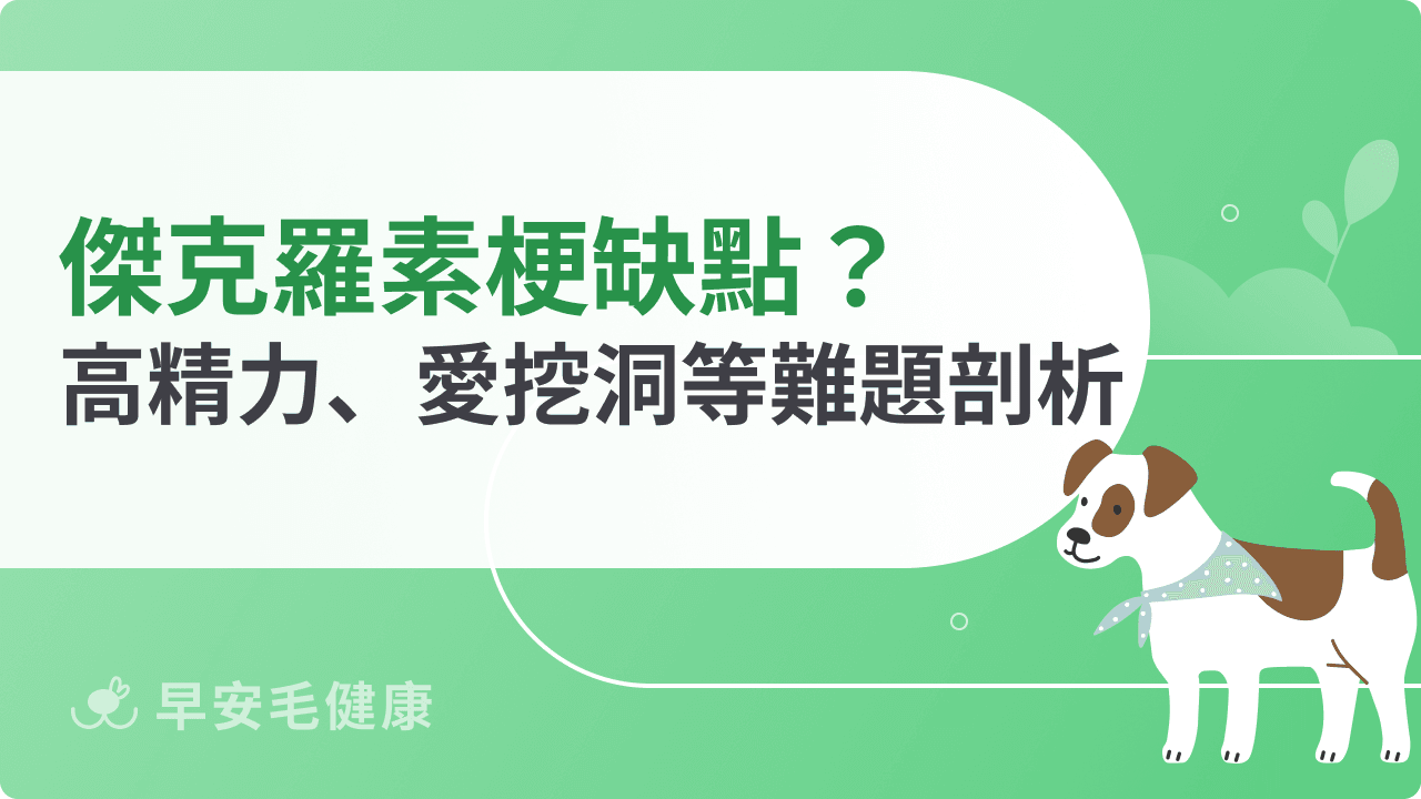 傑克羅素梗缺點統整！高能量、挖洞破壞，沒做好這些累垮你！