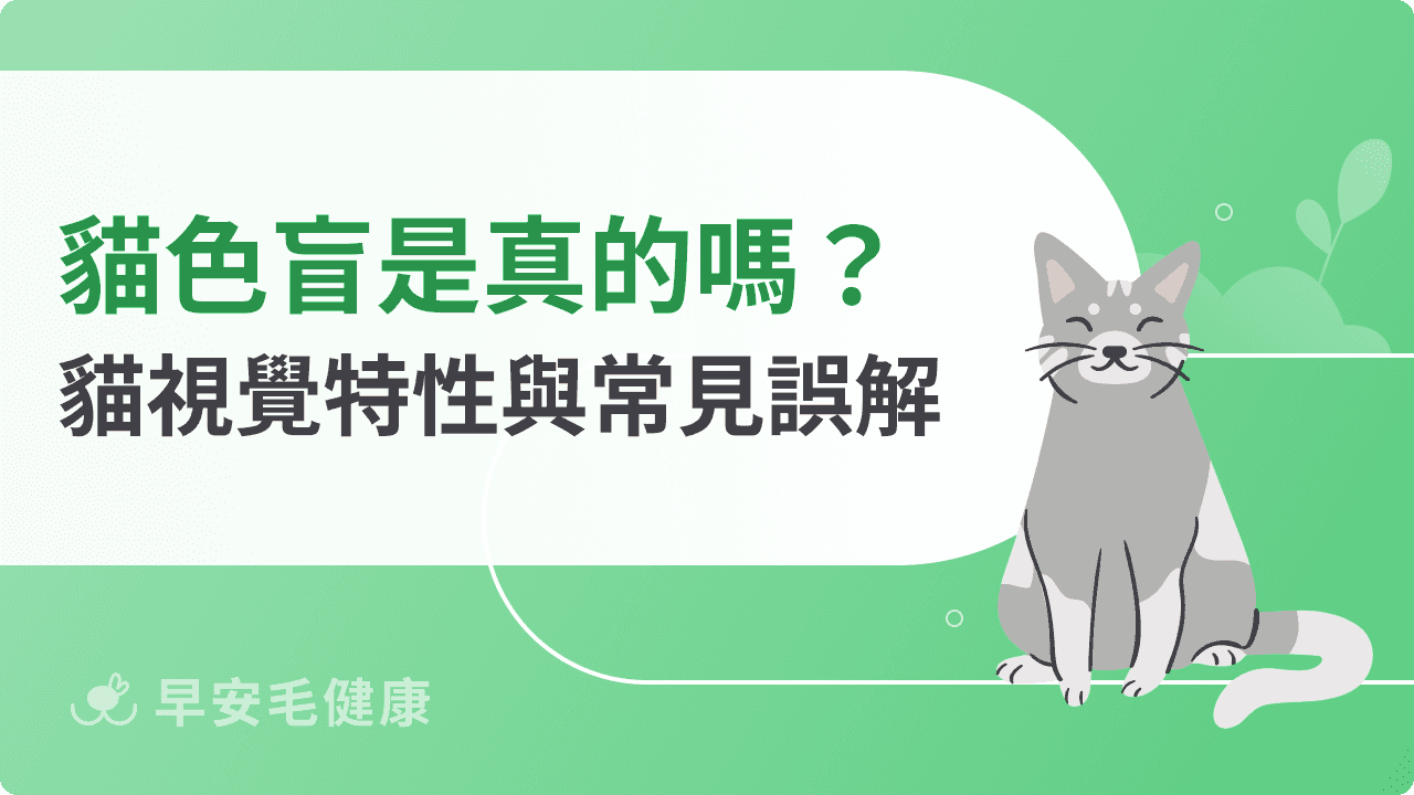 貓色盲是迷思!圖文詳解貓眼中的色彩世界與視力優勢