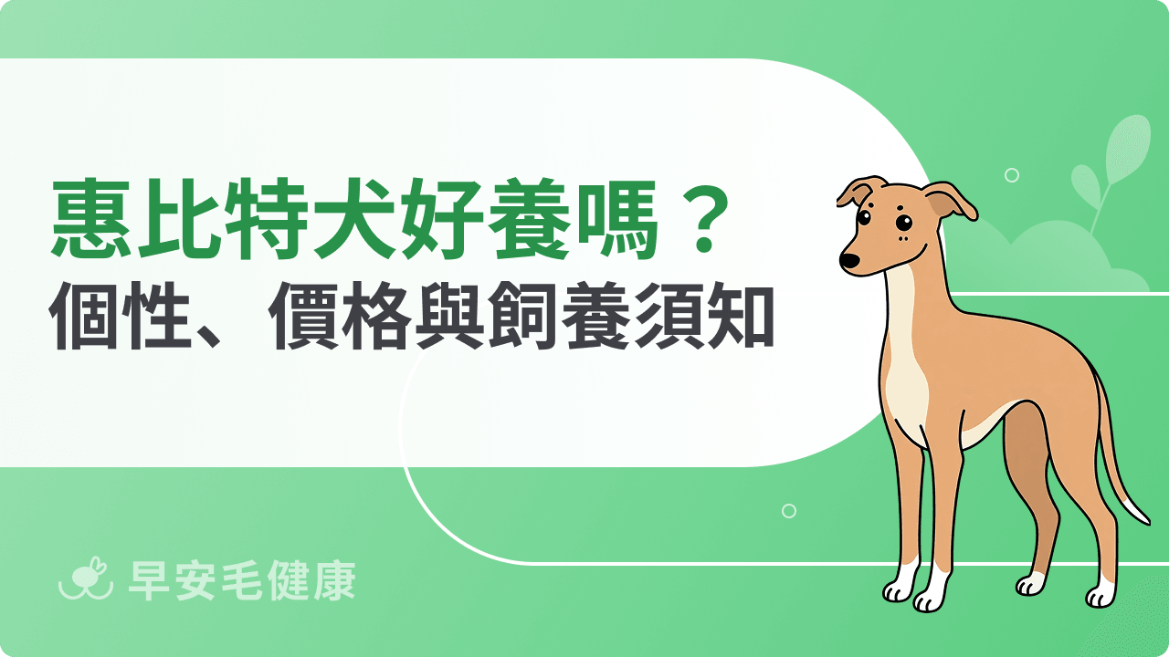 惠比特犬好養嗎？個性、價格、壽命與台灣飼養重點解析
