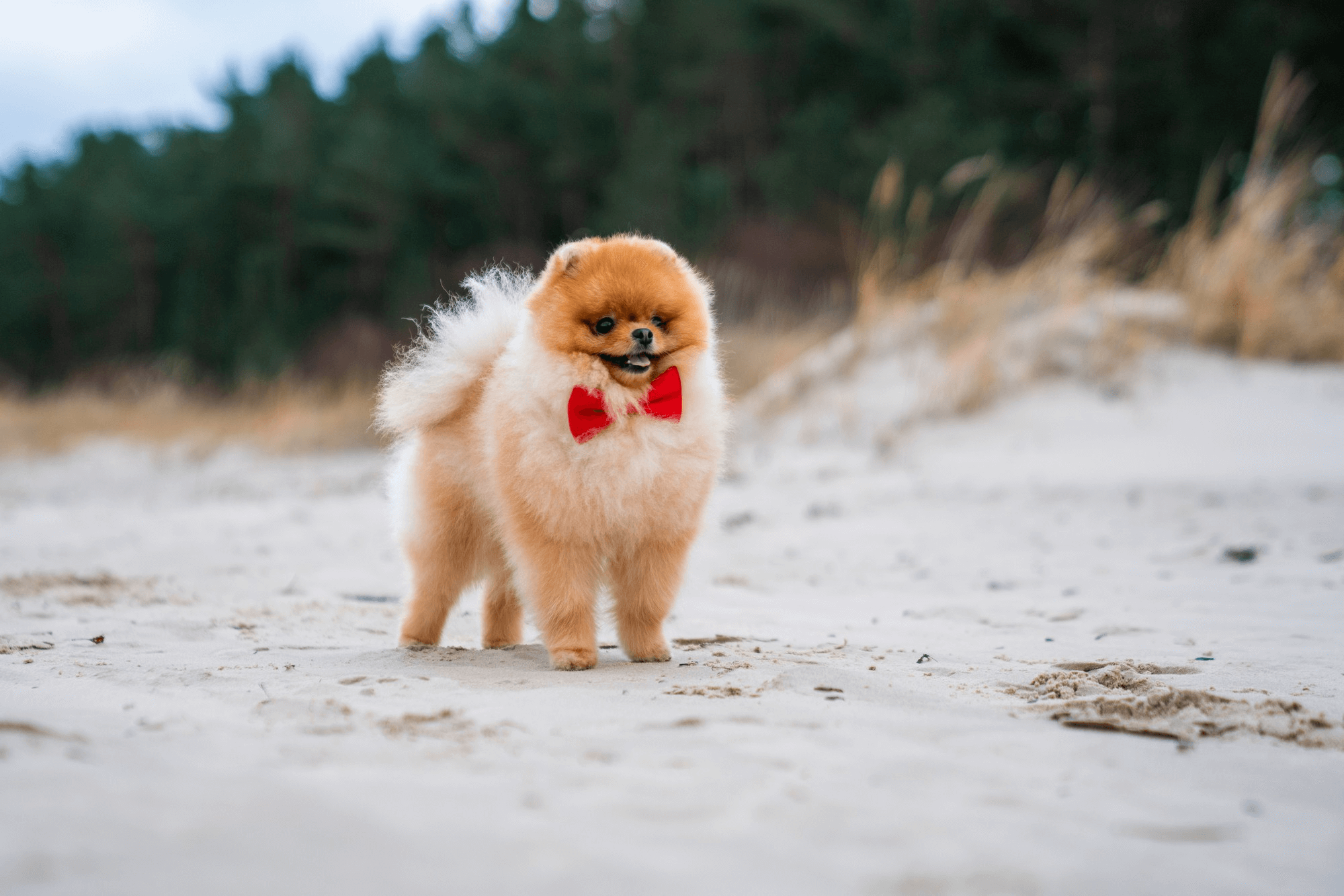 381. AI - pomeranian-lifespan-1