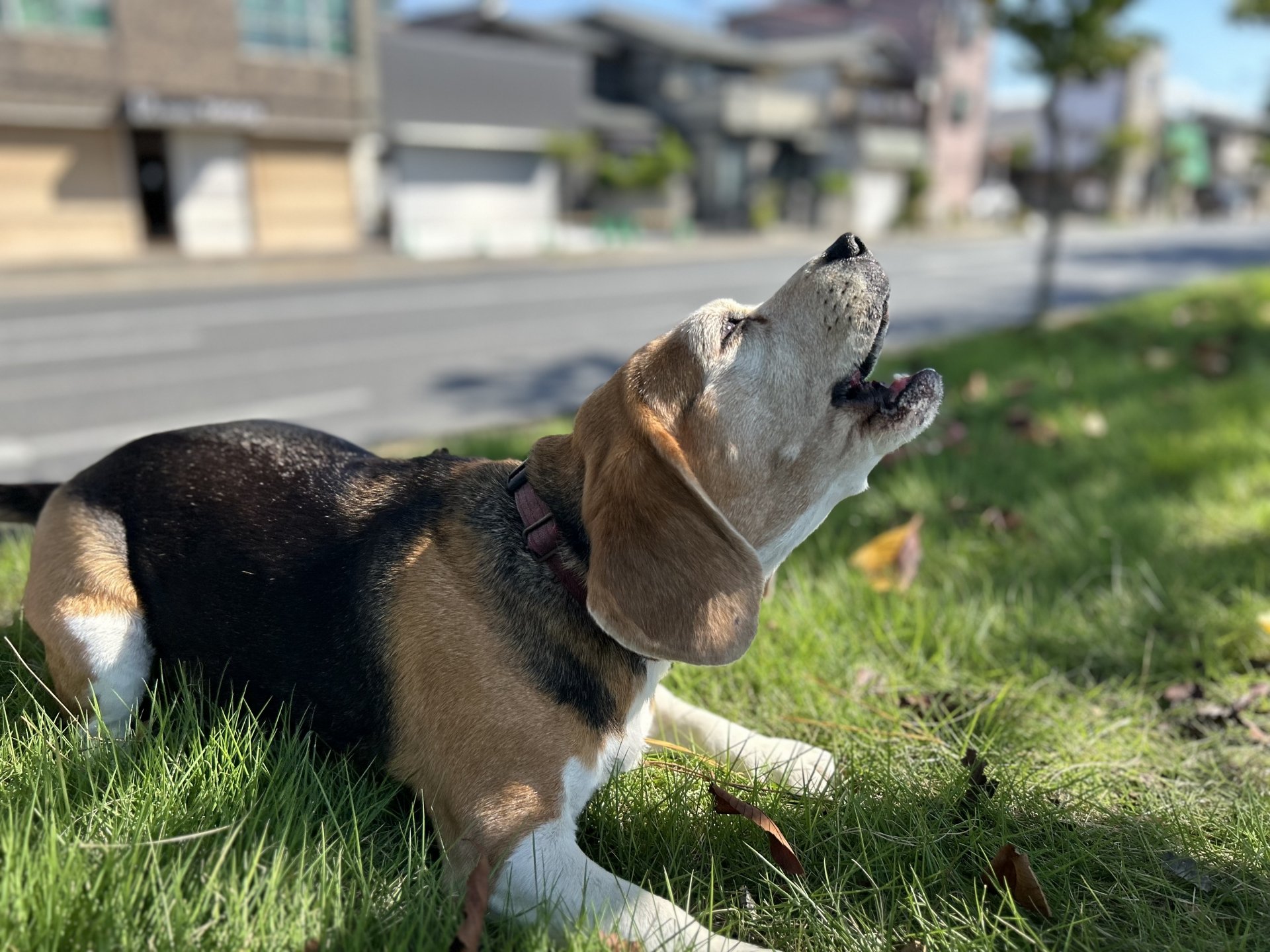 米格魯犬在戶外草地上仰頭吠叫的側面照