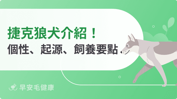 捷克狼犬霸氣十足好想養！獨特性格＆飼養重點解析，新手請三思