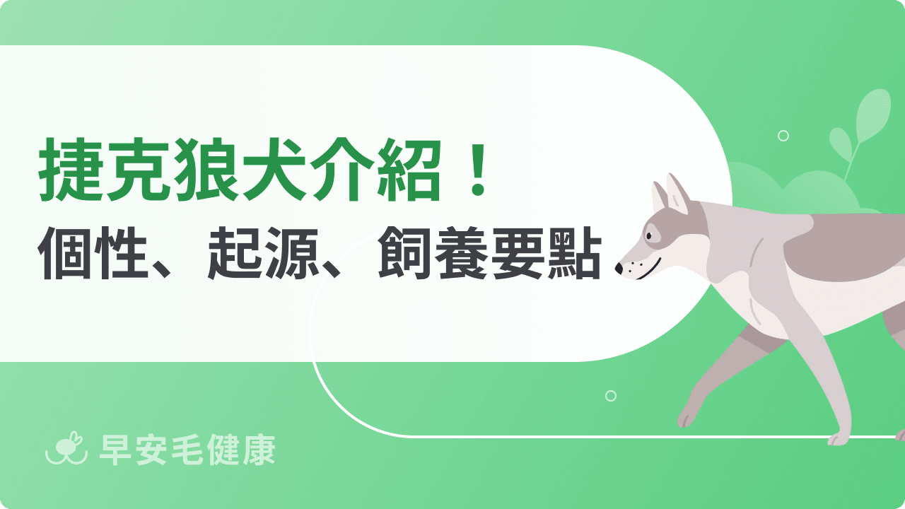 捷克狼犬霸氣十足好想養！獨特性格＆飼養重點解析，新手請三思