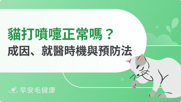 貓打噴嚏不一定是感冒！原因、就醫判斷、居家照護＆治療費用
