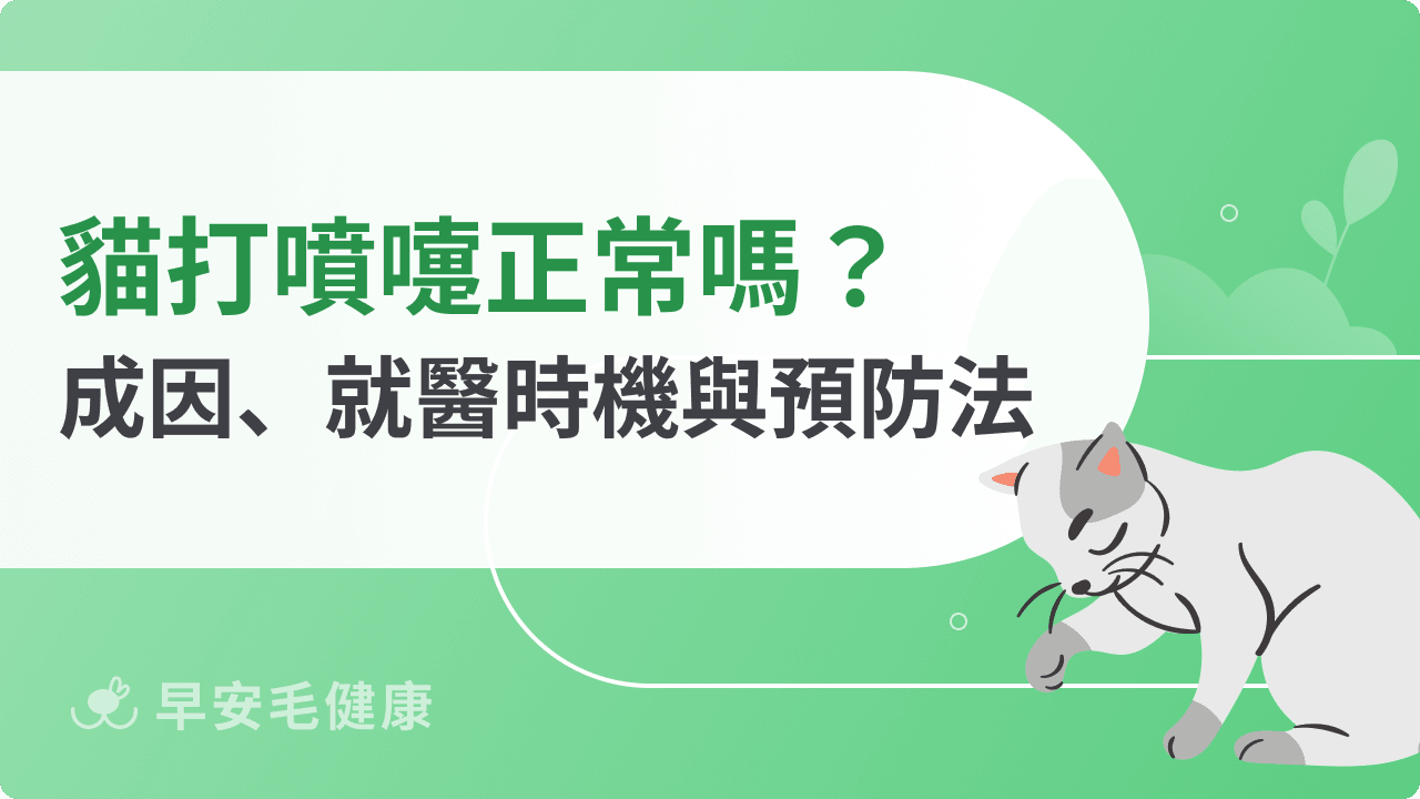 【貓打噴嚏攻略】貓咪打噴嚏原因、治療與就醫時機必看！
