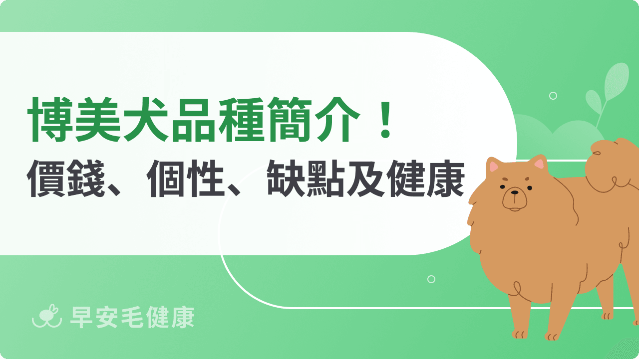 博美犬飼養指南：價格、個性、遺傳疾病與日常照護全解析