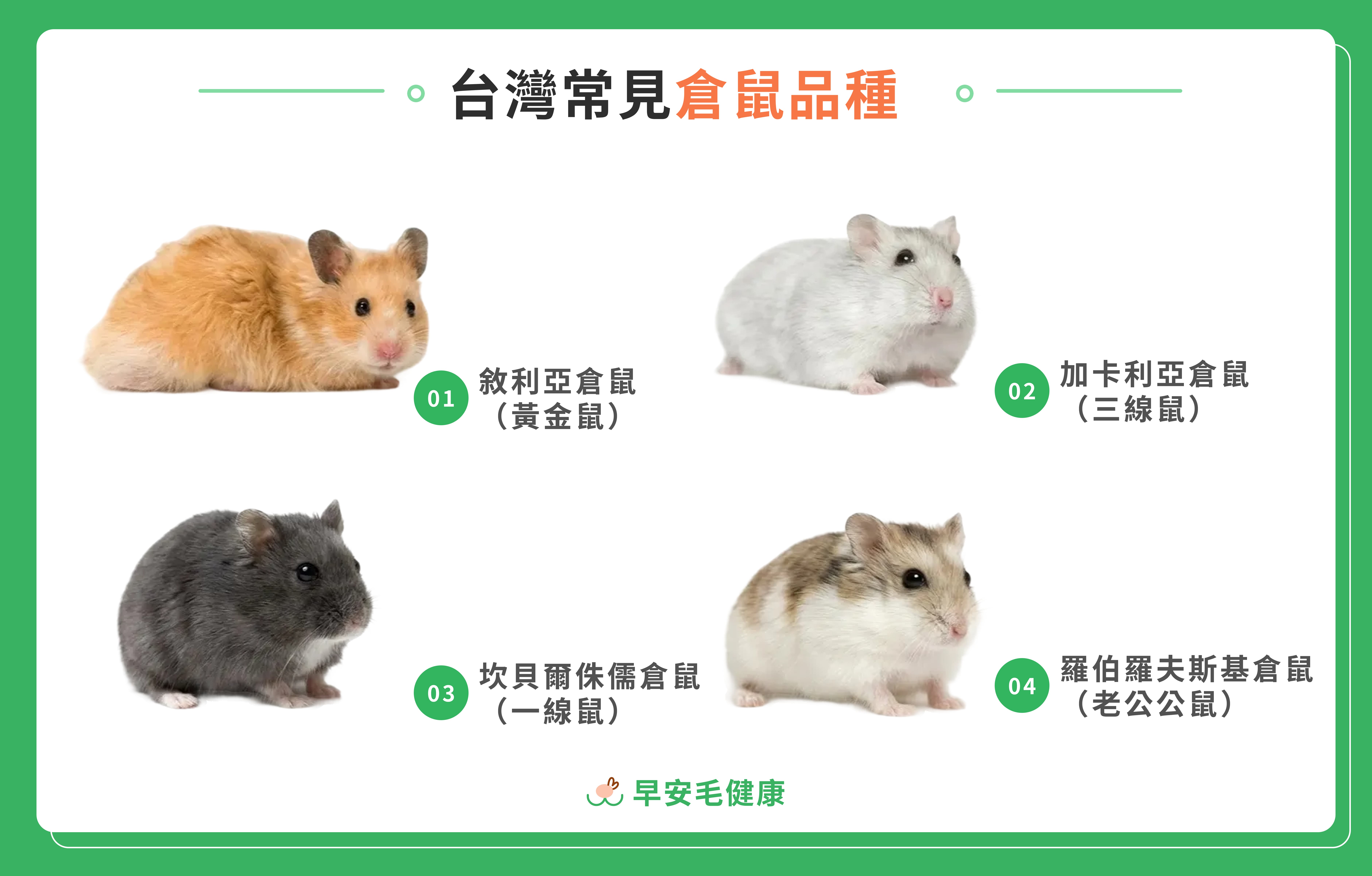 常見寵物倉鼠快速比較圖