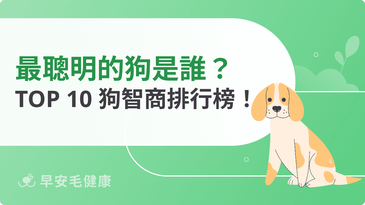 最聰明的狗是他!狗智商排名 TOP 10 公開!