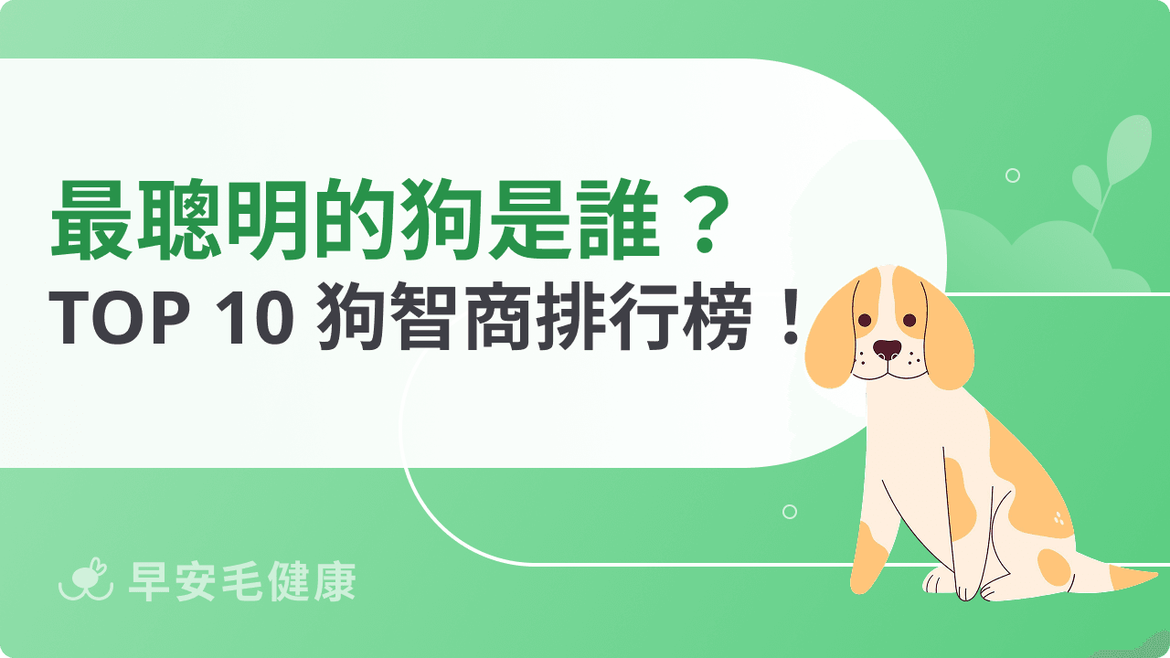 最聰明的狗是他!狗智商排名 TOP 10 公開!