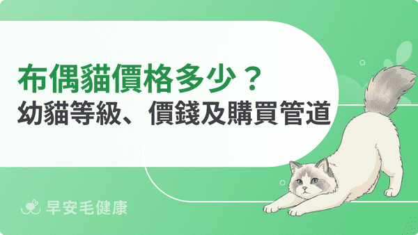 布偶貓價格落在哪？花色×血統行情、飼養總花費與購買防雷指南